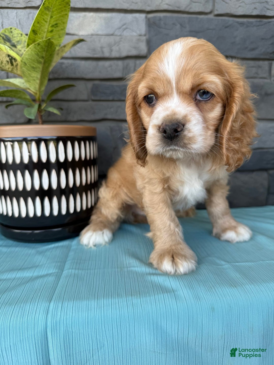 Cocker Spaniel dogs for sale: Tasha - Image 13