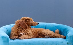 Standard Poodle dogs for sale: Reul - Image 15
