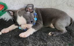 Boston Terrier dogs for sale: Dexter - Image 3
