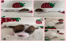 Jack Russell Terrier dogs for sale: Opal - Image 4