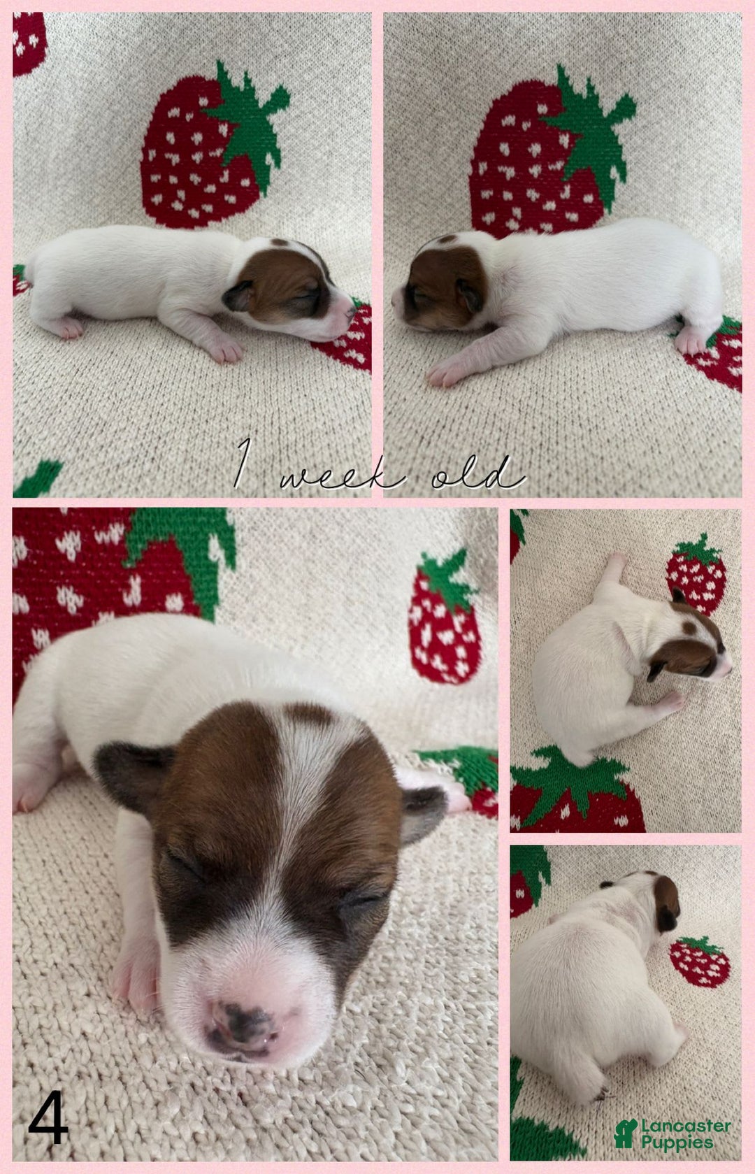 Jack Russell Terrier dogs for sale: Opal - Image 4