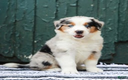 Australian Shepherd dogs for sale: Forest - Image 8