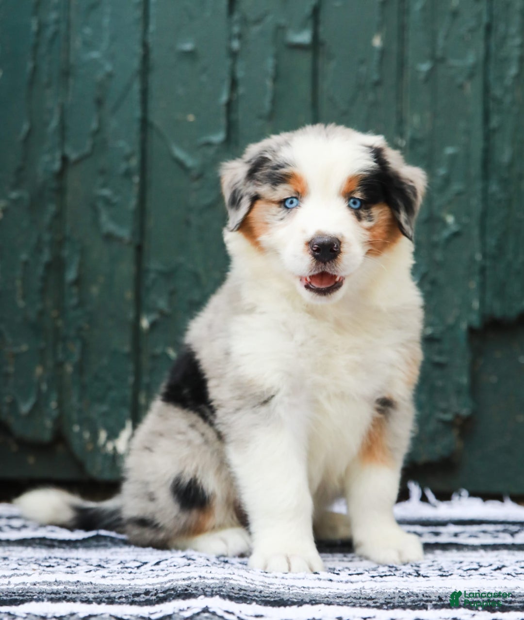 Australian Shepherd dogs for sale: Forest - Image 8
