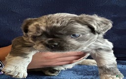 French Bulldog dogs for sale: Fendi - Image 1