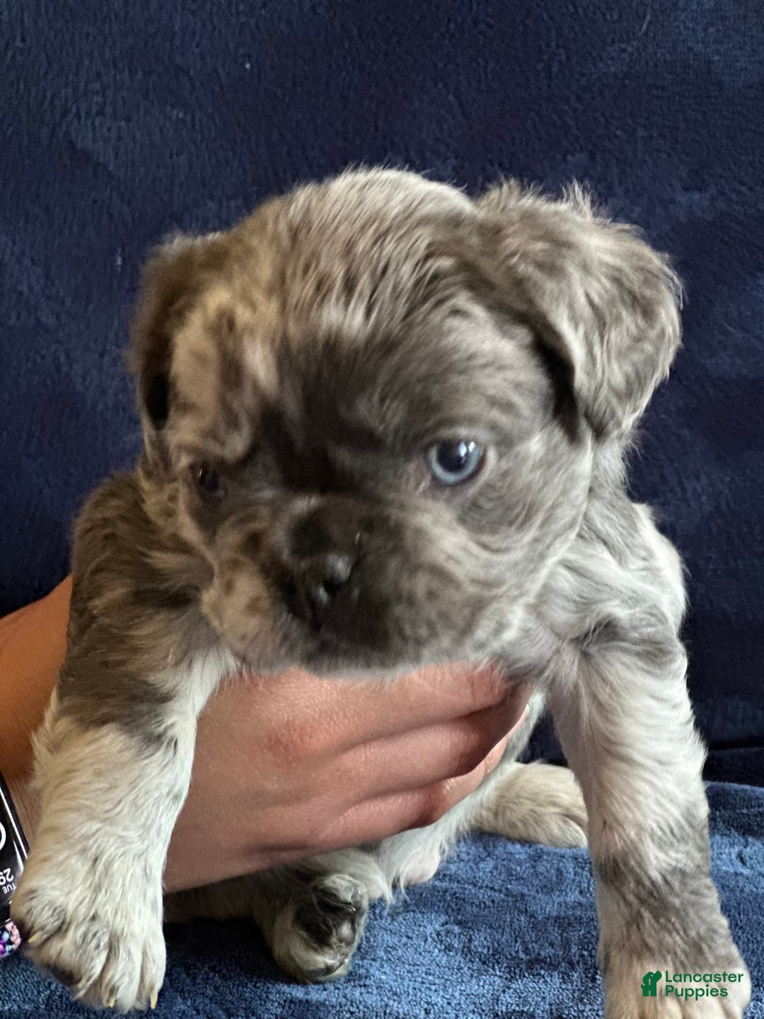 French Bulldog dogs for sale: Fendi - Image 1
