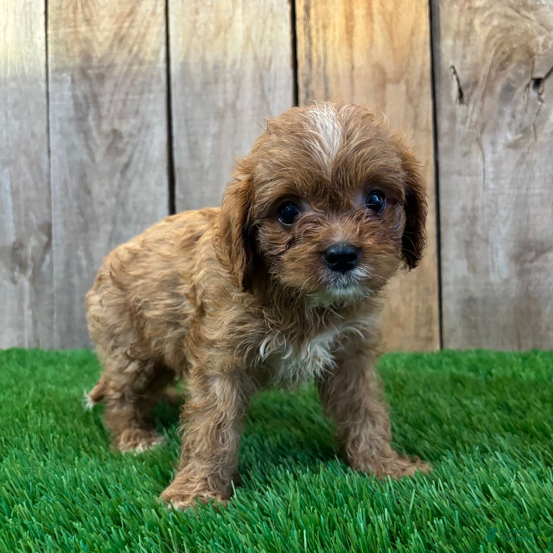 Cavapoo dogs for sale: Sophia - Image 5