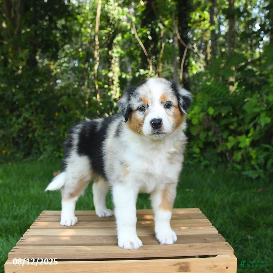 Australian Shepherd dogs for sale: Angel - Image 1