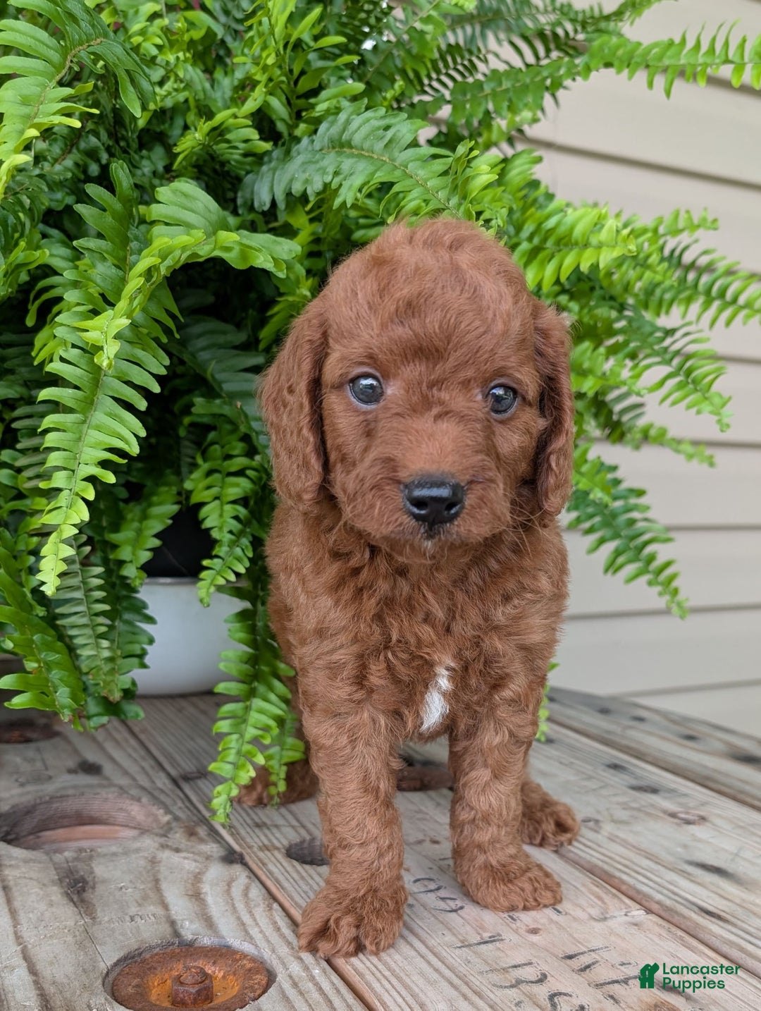 Mini Goldendoodle dogs for sale: Mini -coner - Image 67