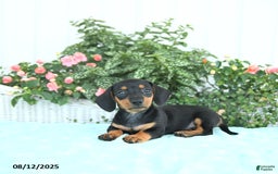 Miniature Dachshund dogs for sale: Nina - Image 4