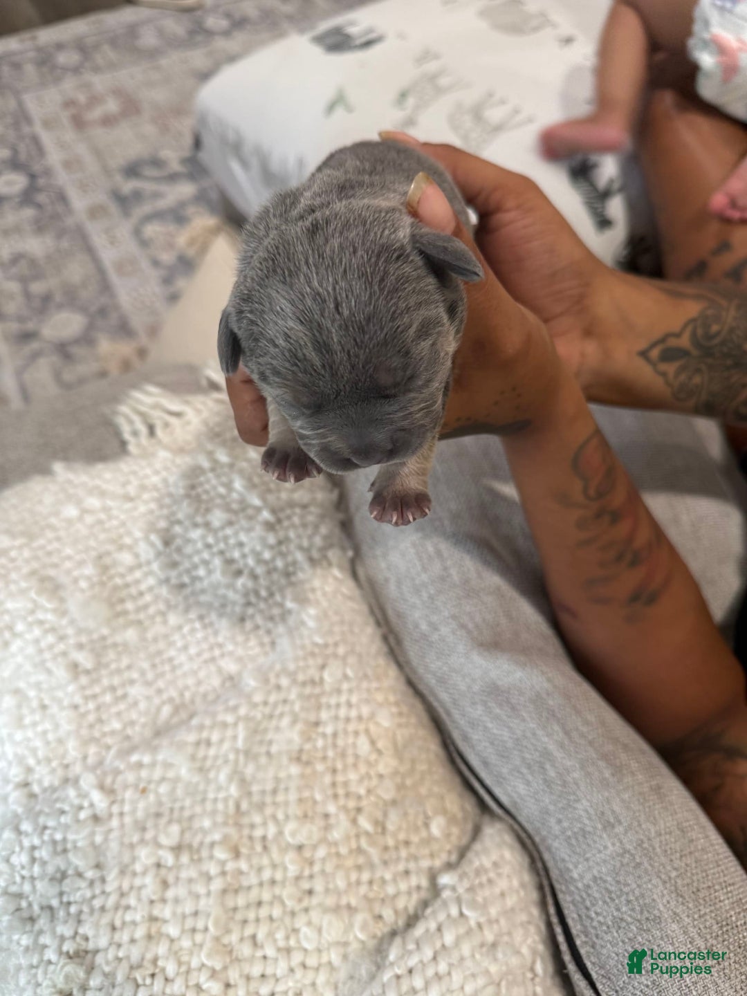 French Bulldog dogs for sale: Bear - Image 5