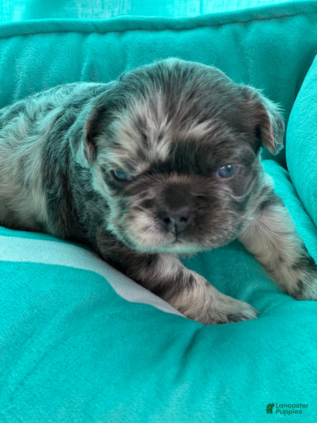 French Bulldog dogs for sale: Fendi - Image 6