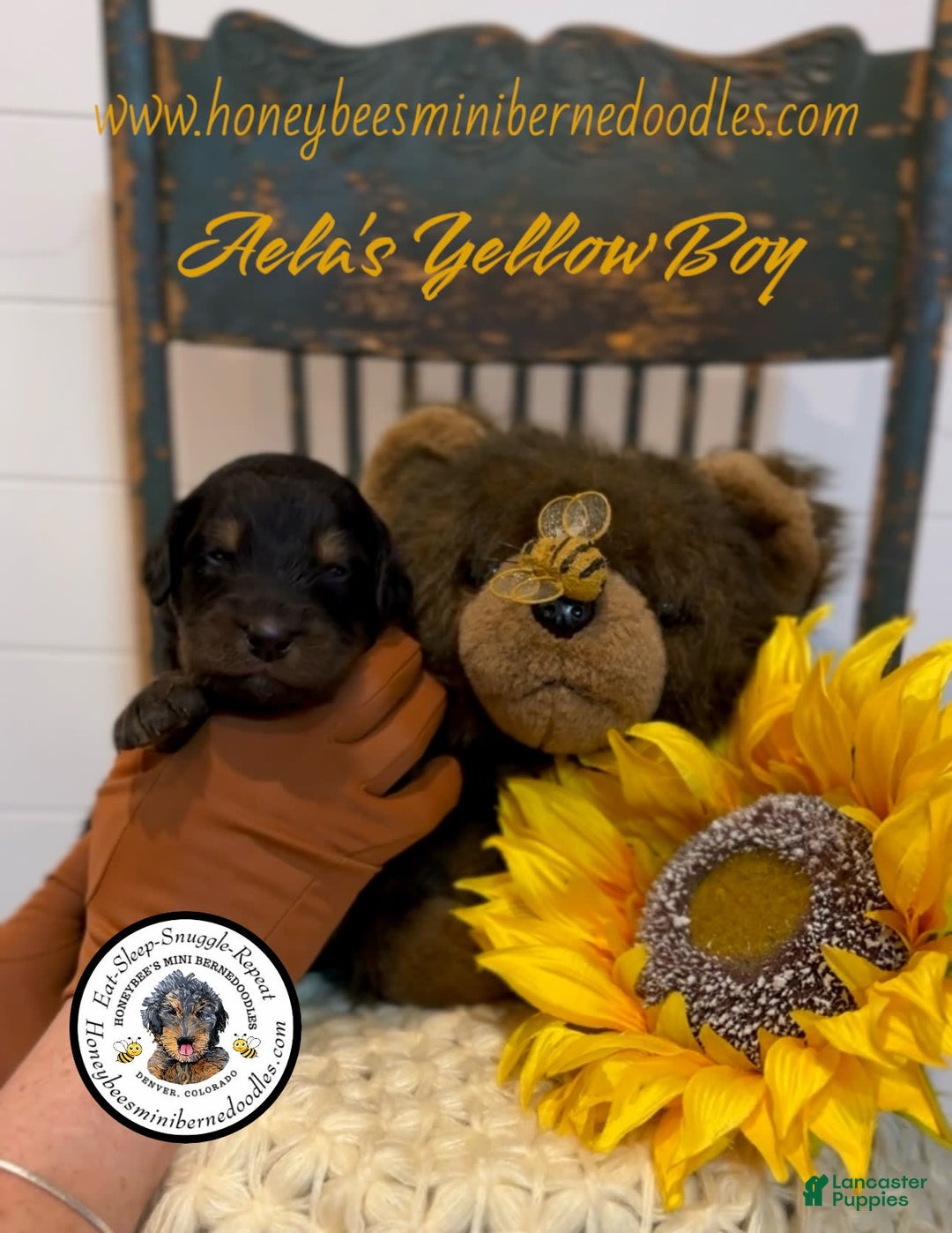 Mini Bernedoodle dogs for sale: Aelas Yellow Boy - Image 1