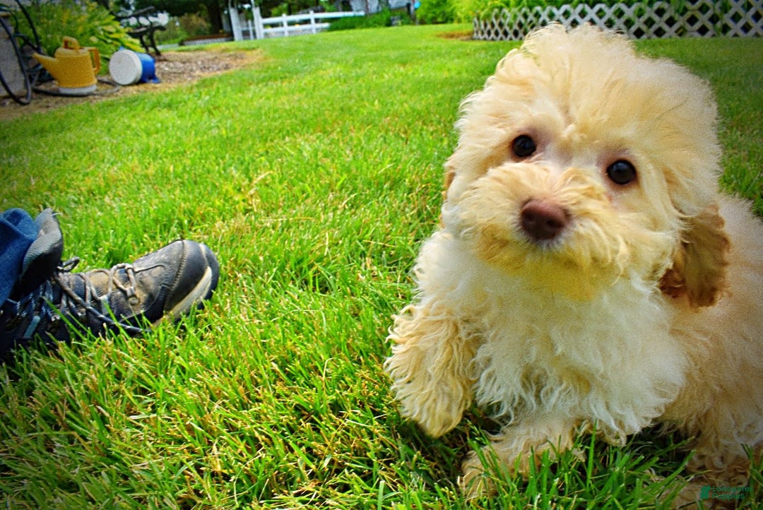 Havapoo dogs for sale: Twinkie - Image 19