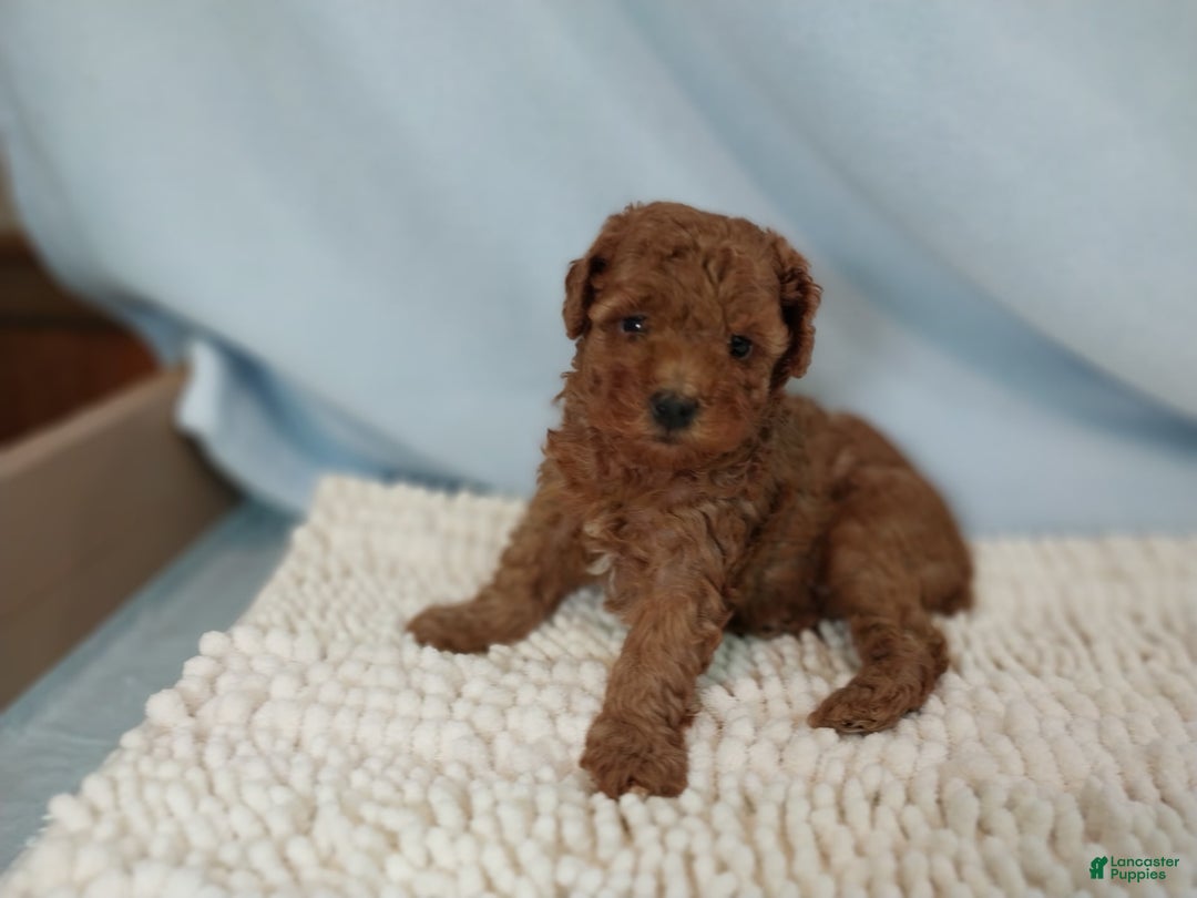 Toy Poodle dogs for sale: Toy Poodle 1 puppies - Image 5
