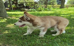 Siberian Husky dogs for sale: Arrow - Image 9