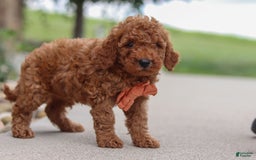 Goldendoodle dogs for sale: Hawk - Image 8