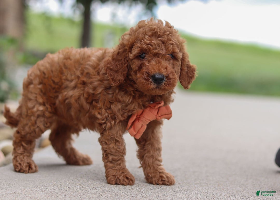 Goldendoodle dogs for sale: Hawk - Image 8