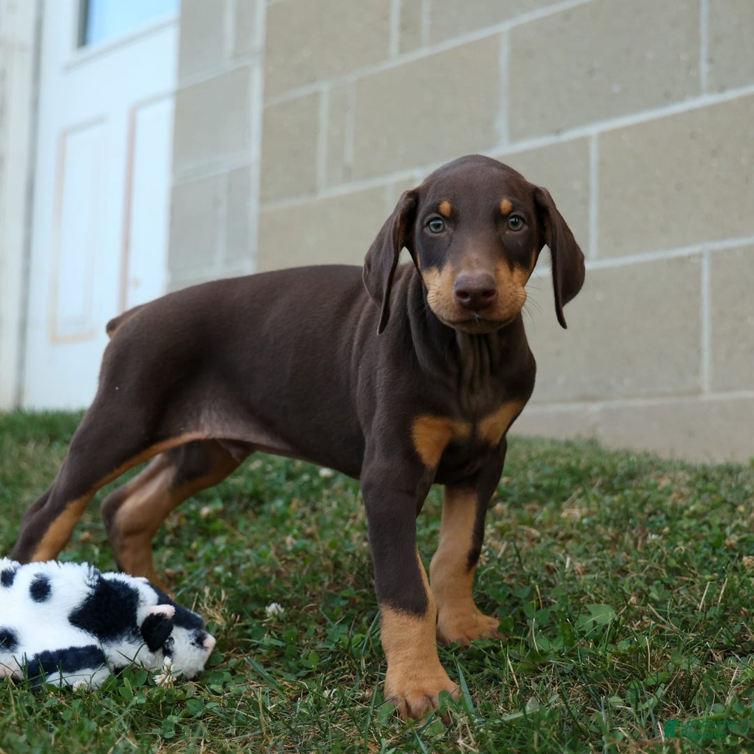 Doberman Pinscher dogs for sale: Duke - Image 15