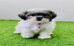 Malshi dogs for sale: Amber - Image 6