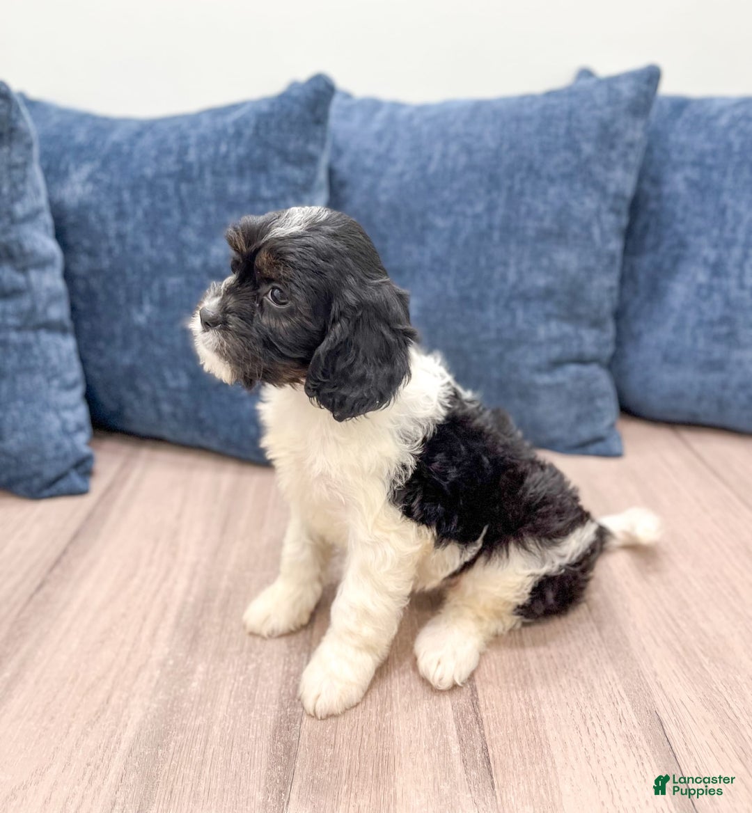 Cavapoo dogs for sale: Callie - Image 2