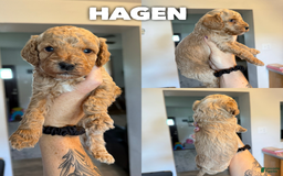 Cavapoo dogs for sale: Hagen - Image 3