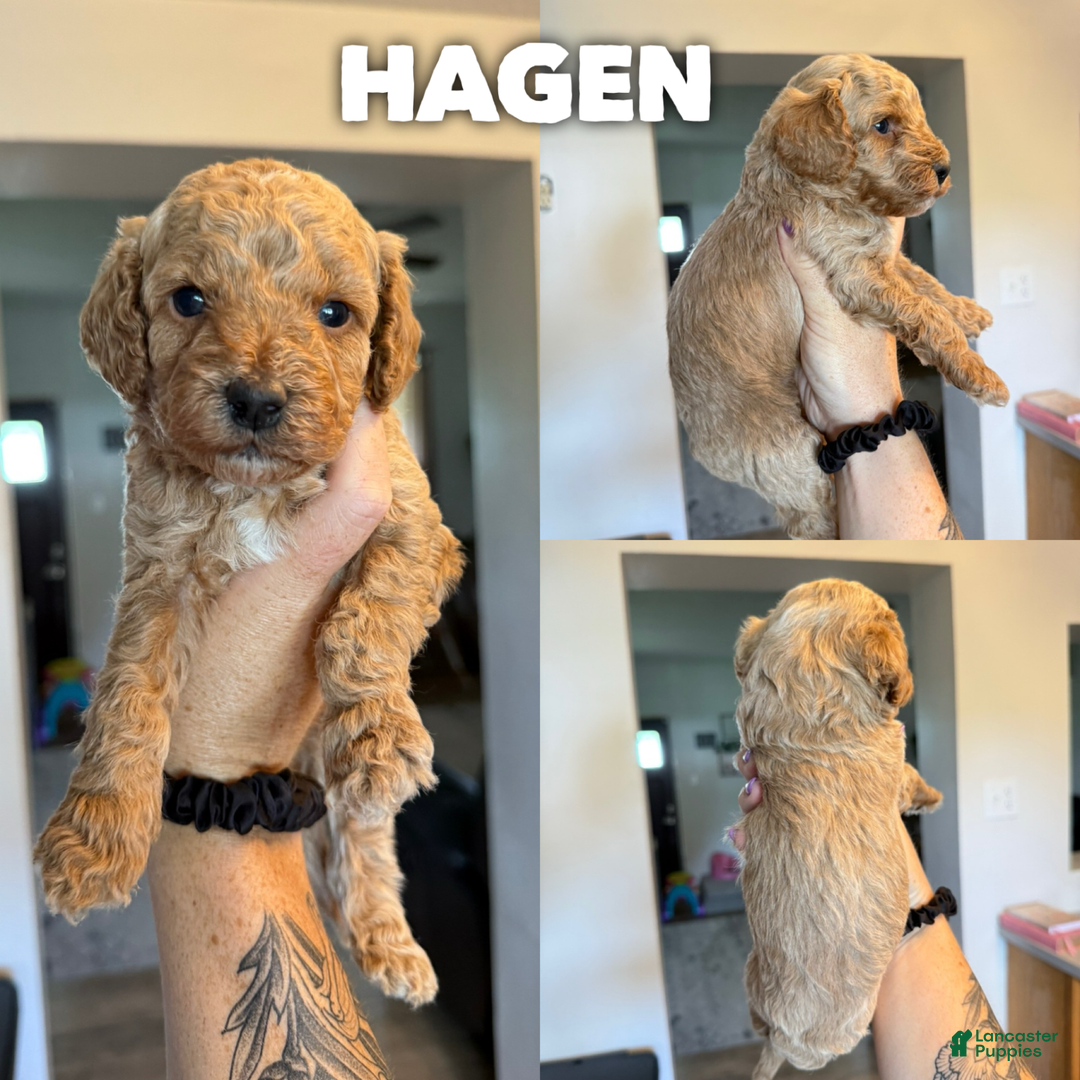 Cavapoo dogs for sale: Hagen - Image 3