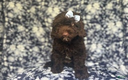 Cockapoo dogs for sale: Birdie - Image 4