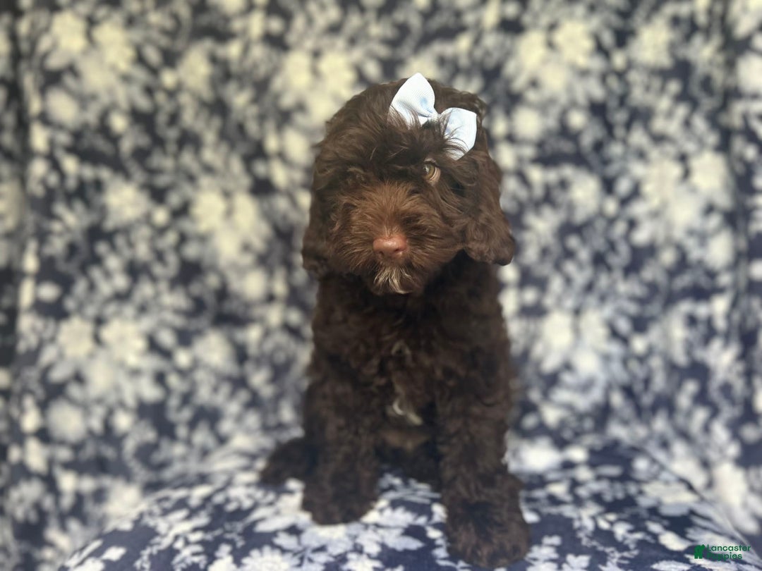 Cockapoo dogs for sale: Birdie - Image 4