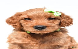 Mini Goldendoodle dogs for sale: Timmy - Image 7