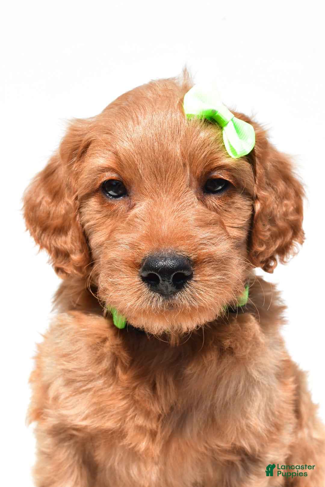 Mini Goldendoodle dogs for sale: Timmy - Image 7