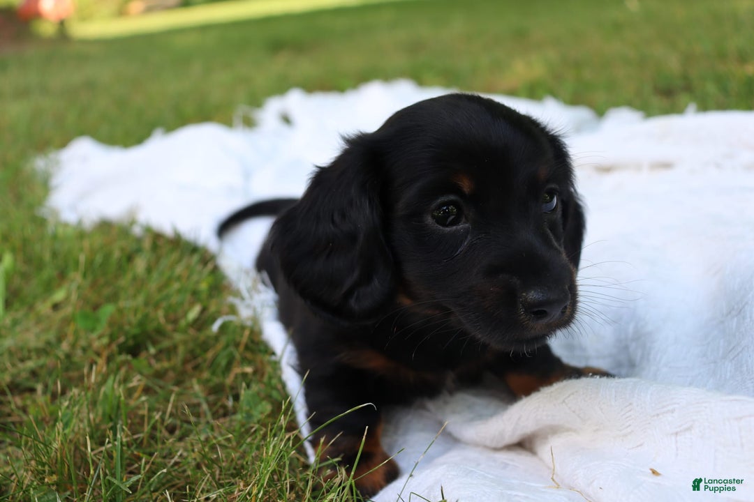 Miniature Dachshund dogs for sale: Mace - Image 1