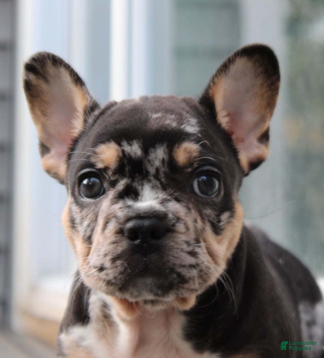 French Bulldog dogs for sale: Peaches - Image 3