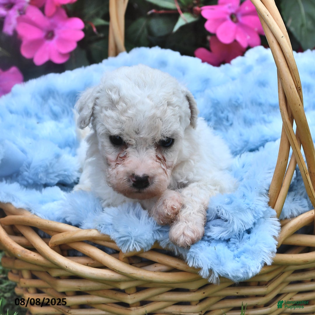 Bichon Frise dogs for sale: Max - Image 3