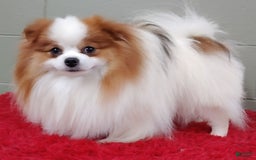 Pomeranian dogs for sale: Cosmo - Image 2