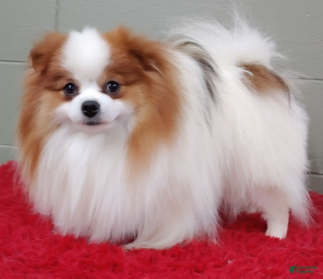 Pomeranian dogs for sale: Cosmo - Image 2