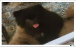 Pomeranian dogs for sale: Butterball - Image 14