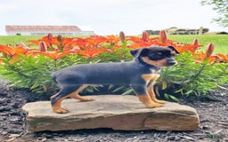 Miniature Pinscher dogs for sale: Rosie - Image 2