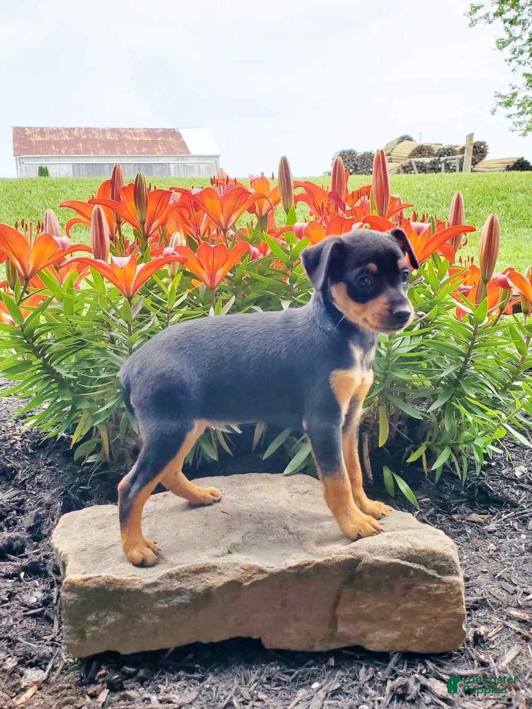 Miniature Pinscher dogs for sale: Rosie - Image 2