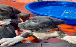 American Bully dogs for sale: Boss Baby - Image 13