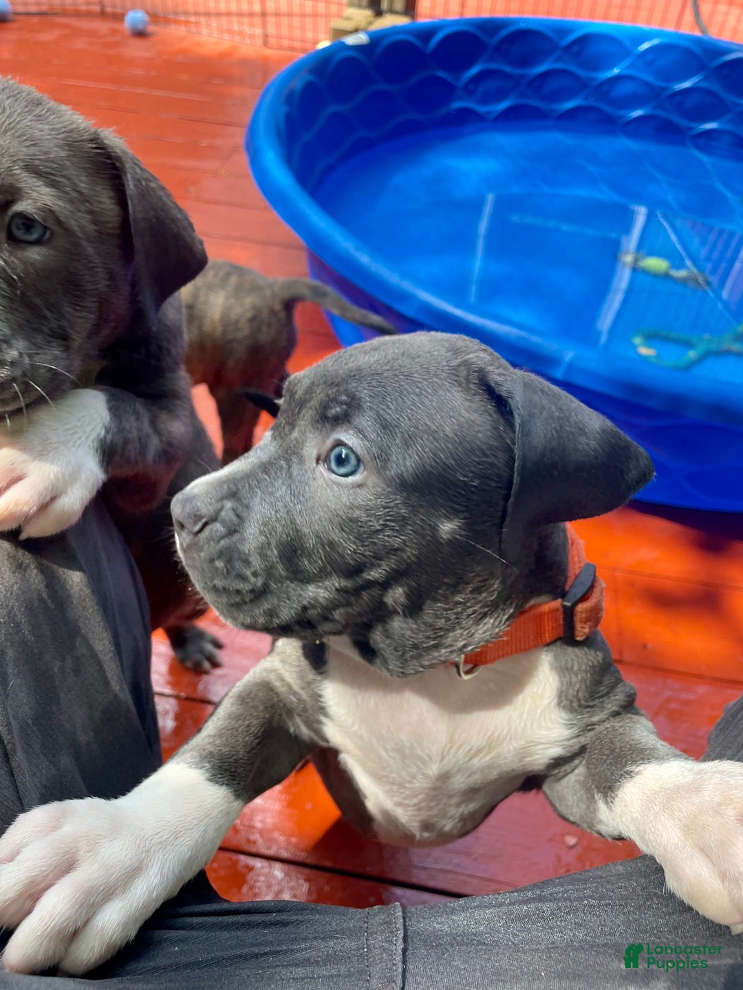 American Bully dogs for sale: Boss Baby - Image 13