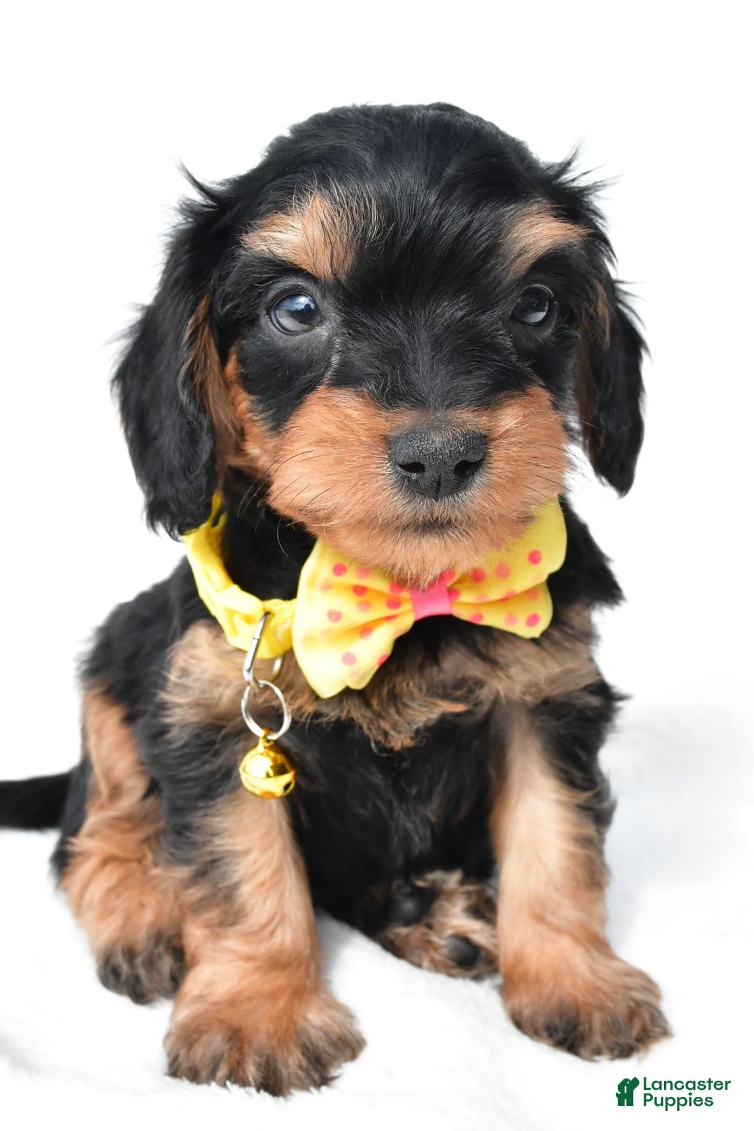 Cavapoo dogs for sale: Blaze - Image 5