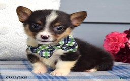 Welsh Corgi Pembroke dogs for sale: Zeke - Image 9