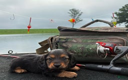 Miniature Dachshund dogs for sale: Teddy - Image 1