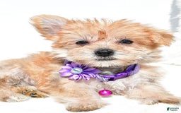Morkie dogs for sale: Rose Teacup - Image 3