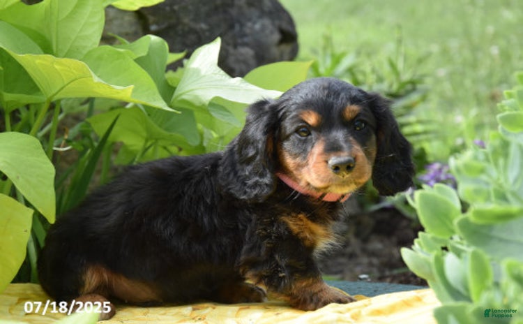 Miniature Dachshund dogs for sale - Ad 1