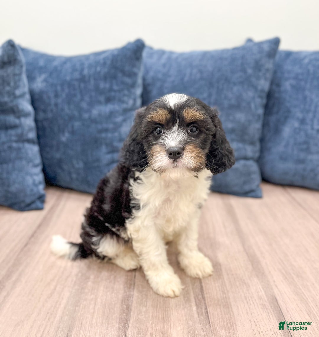 Cavapoo dogs for sale: Max - Image 5