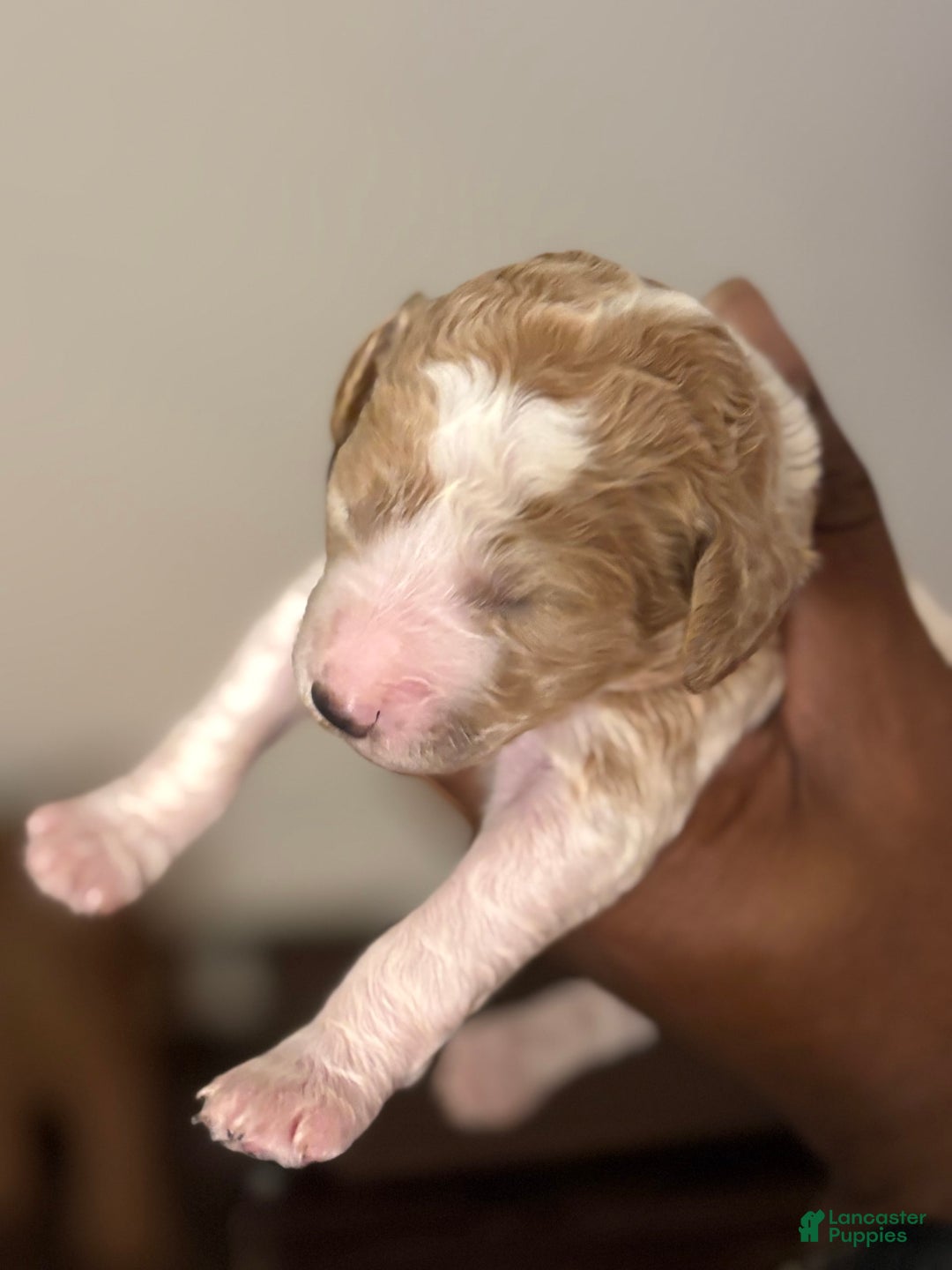 Standard Poodle dogs for sale: Thing 3 - Image 3