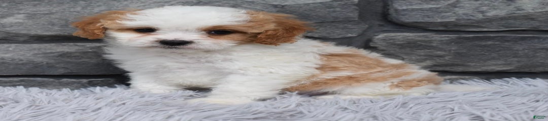 Ava
