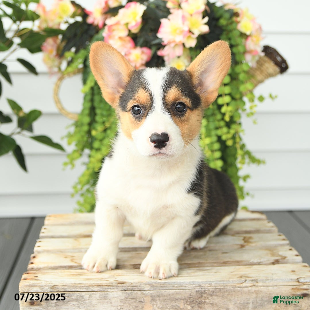 Welsh Corgi Pembroke dogs for sale: Precious - Image 1