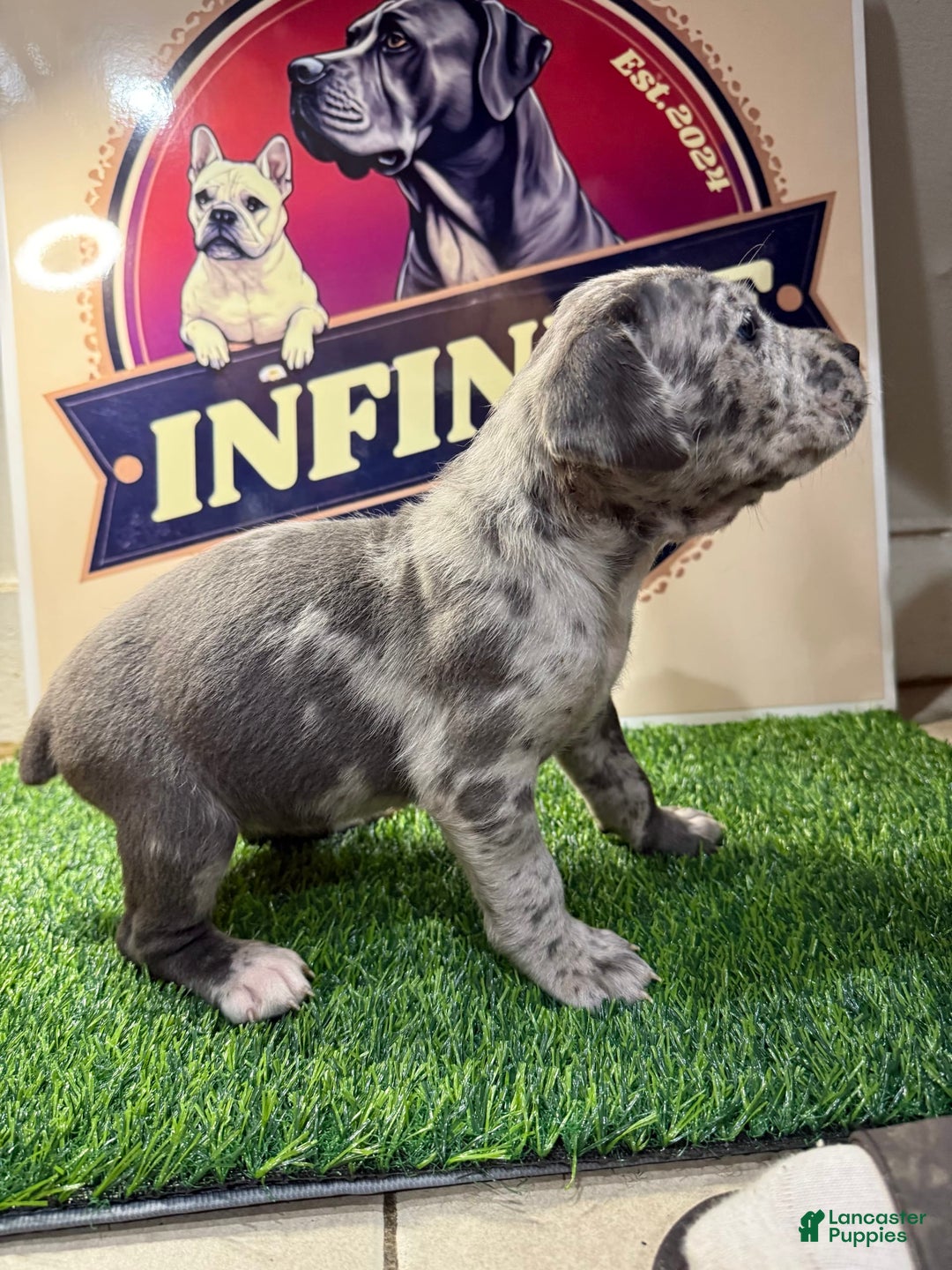 Cane Corso dogs for sale: Merle Female 4 - Listing for pets: Blue Male 2, Blue Male 3, Merle Female 1, Merle Female 2, Merle Female 3, Merle Female 4 - Image 4